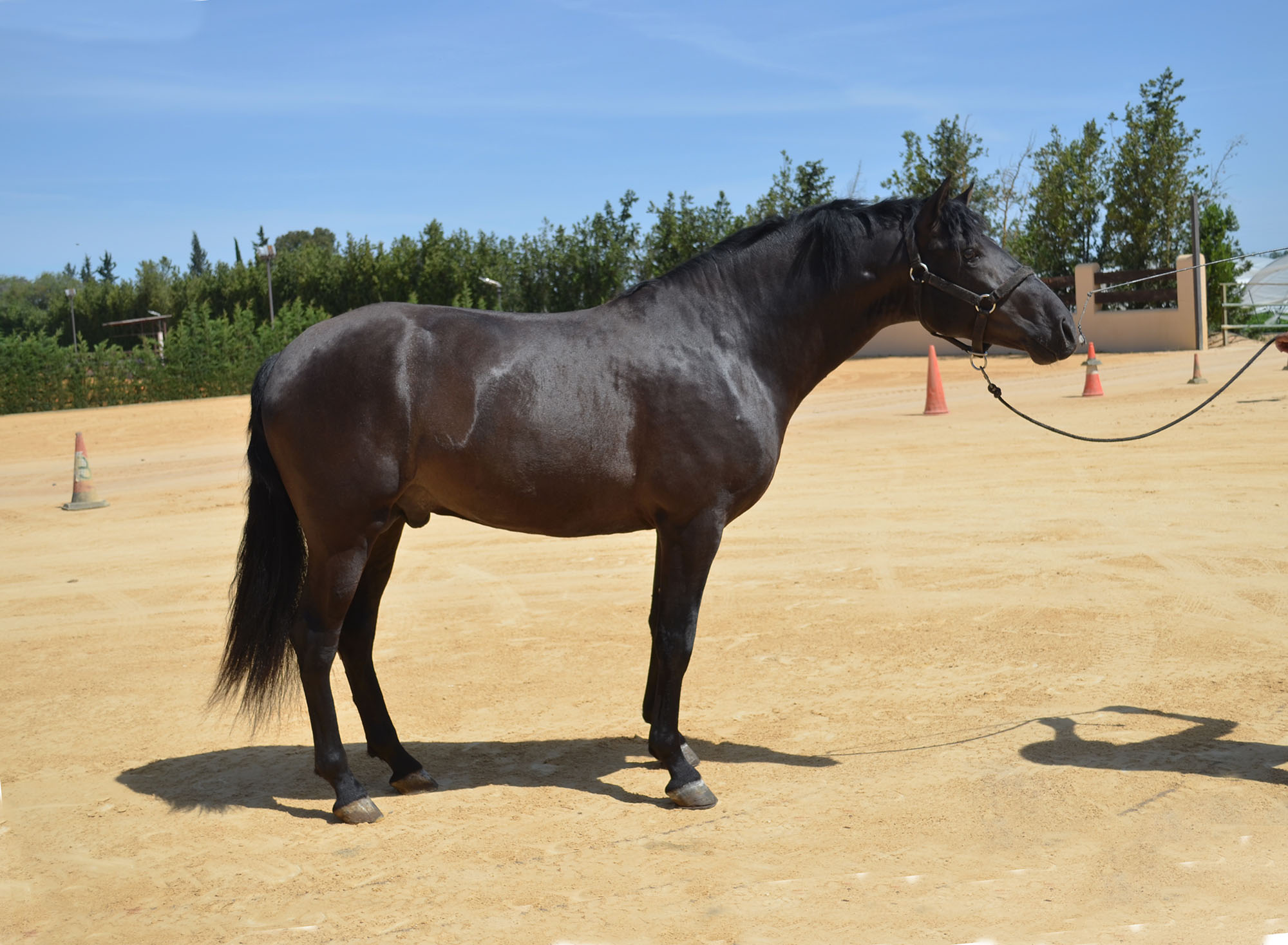 Caballo en Venta